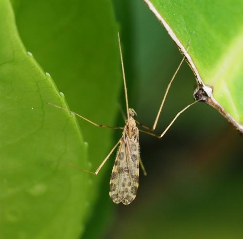 Réf. 254 256 : Ilisia maculata